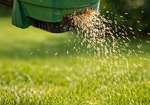 Lawn Over-Seeding
